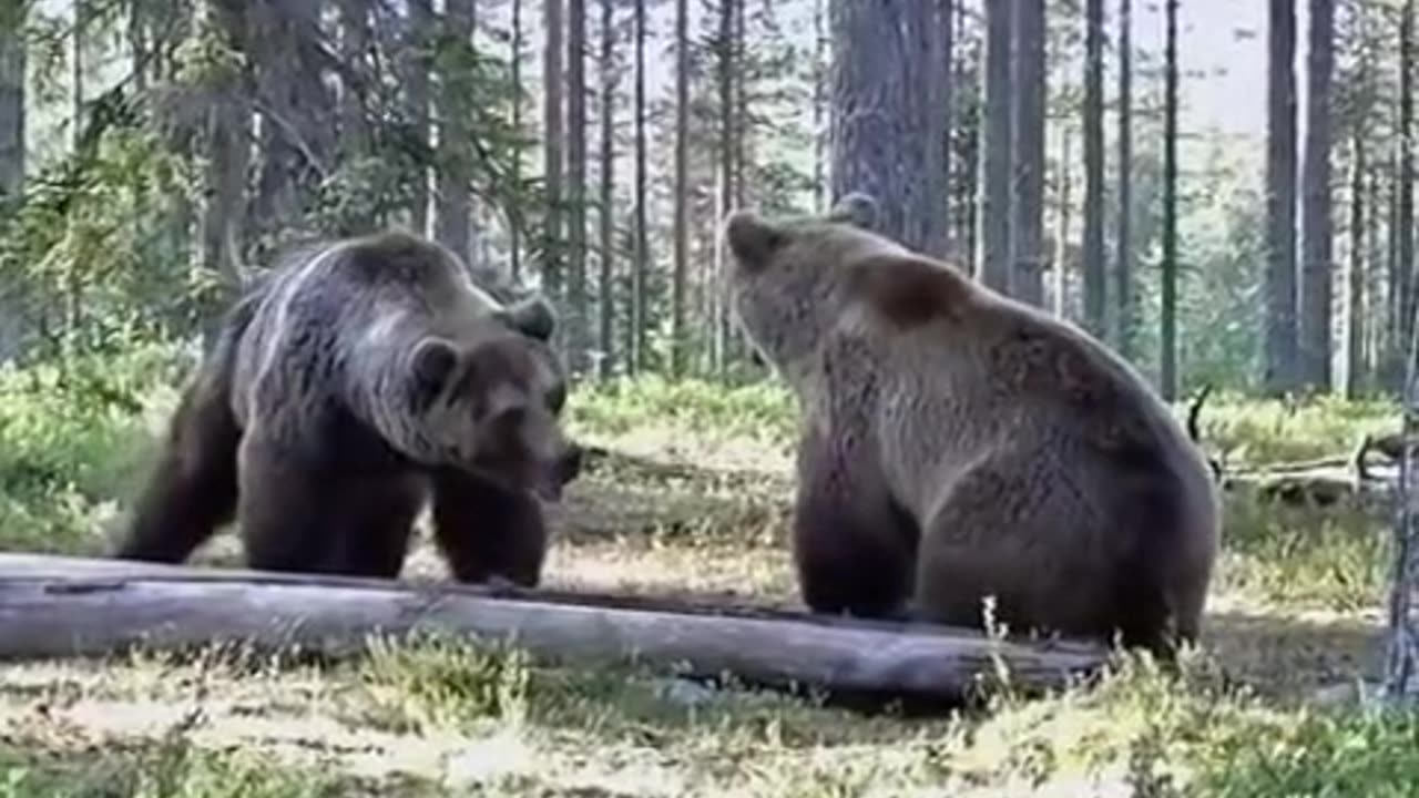 Two bears fighting