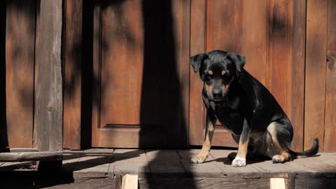 A black dog taking the sun in the door