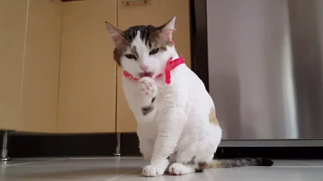 Funny Cats Short Compilation.