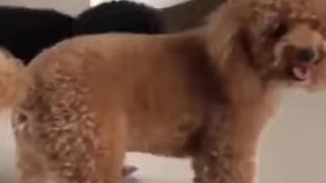 funny pets video :)