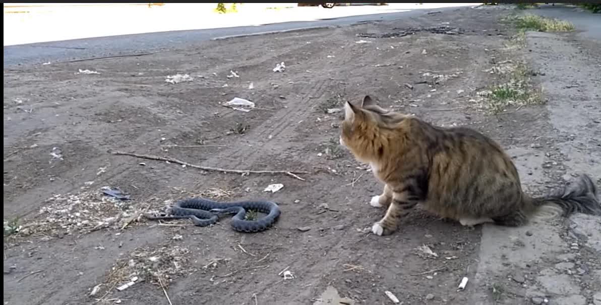 The Cat defeats snakes with calm and war tactics.