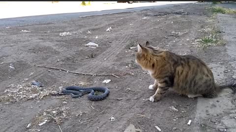 The Cat defeats snakes with calm and war tactics.