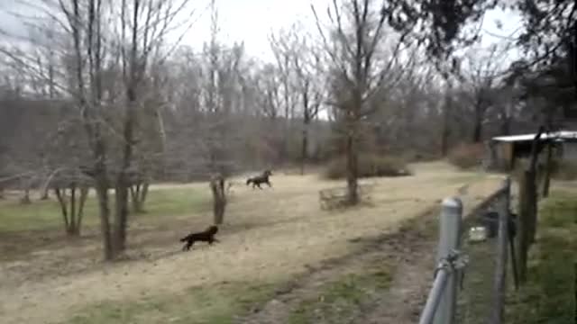 Dad Spots His Giant Horse Acting Unusual. He Never Could Have Imagined Who He Was Talking With!