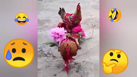 Funny Hen Amazing friendship