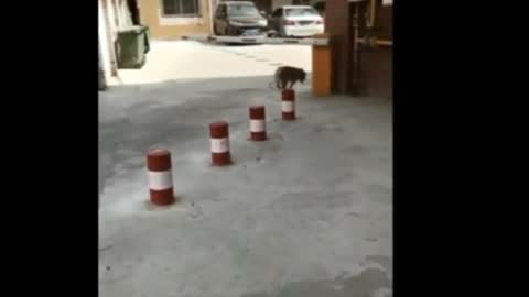 funny dog 100% funny