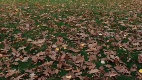 Little white brown dog catches orange toy