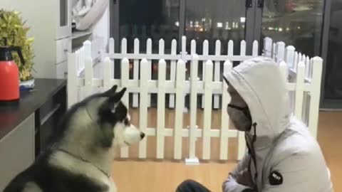 The dog dog