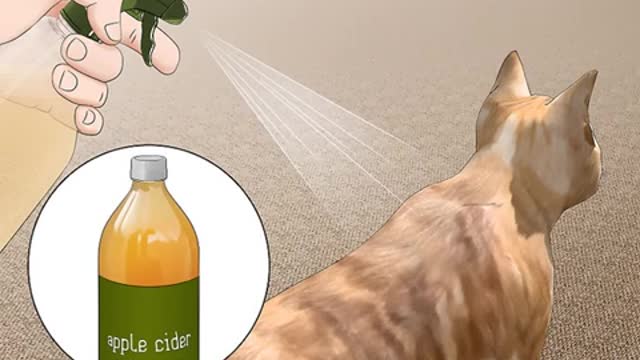 Home Remedies - How to Get rid fleas