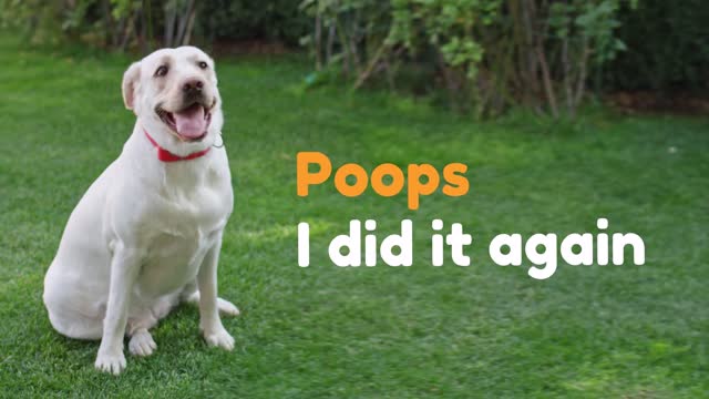 Pupsule: The only 11-in-1 solution for dog poop