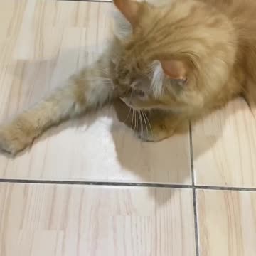 MiMi ignoring the owner