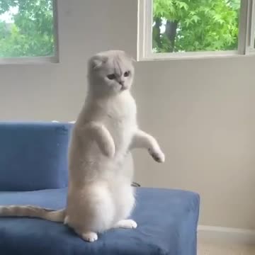 This is a cool kitty