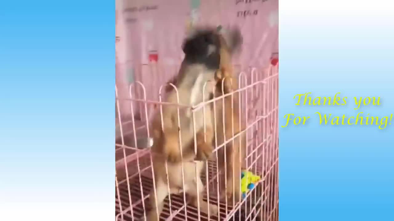 cute pets dancing funny video