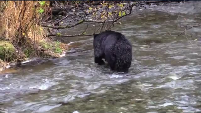 Hungry and Angry Black Bear 🐻 !!