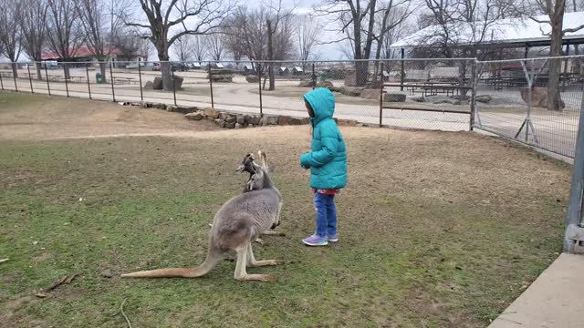 Kangaroos in Arkansas