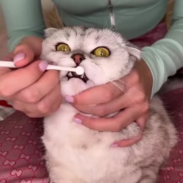 How to properly brush your cat's teeth