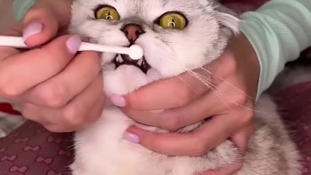 How to properly brush your cat's teeth