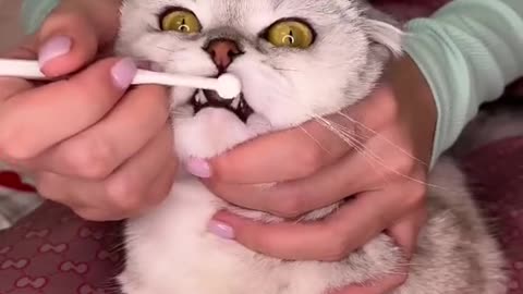 How to properly brush your cat's teeth