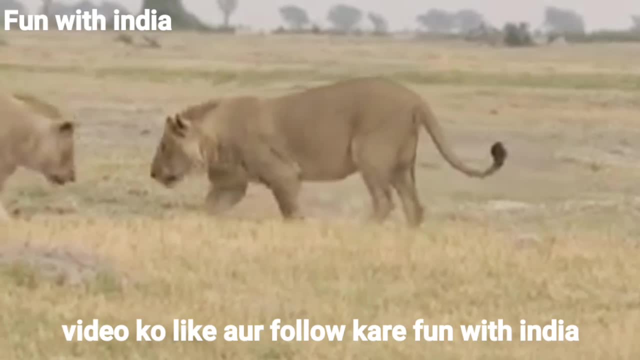 Lion attack elephant