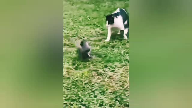 Super Cat videos Shorts_funny_video_cat_and_dog