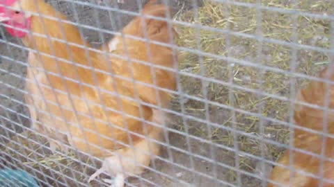 Yellow golden pheasant, bobwhite and valley quail