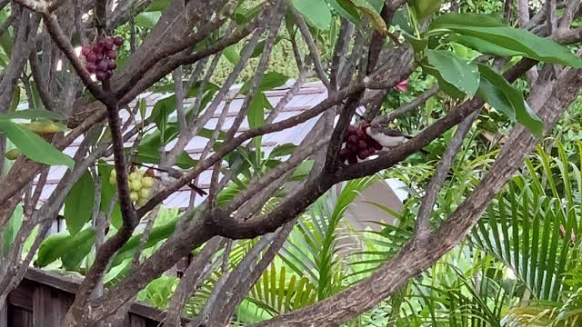 Red Crested Adult and Child eating Grapes