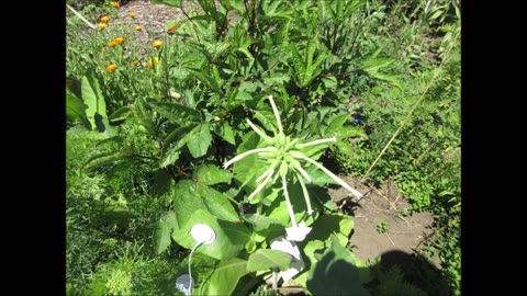 Woodland Tobacco Nicotiana Sylvestris Oct 2023