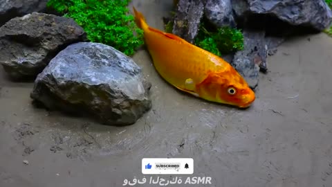 Spotted Fish Funny Experiment Video - Pink Catfish