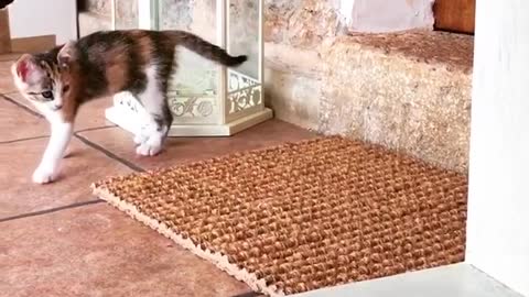 Two white and brown kittens one scares the other