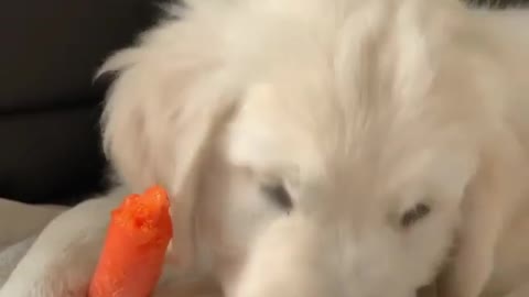 Lovely dog ​​eats carrots in a great way