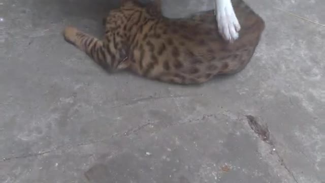 skinny girl attacks bengal cat