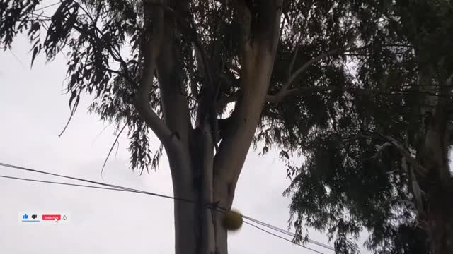 How To Get The Ball Which Has Stuck on The Tree