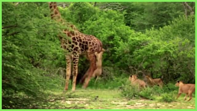 Wildlife Brave Giraffe Kick Five Lion To Save Baby