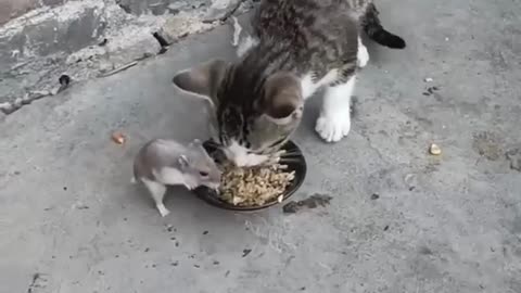 Cute and funny cats