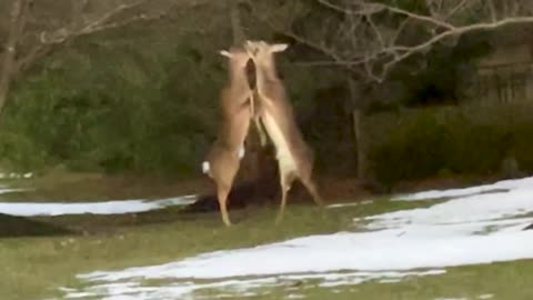 Deer Loses Antler During Intense Battle