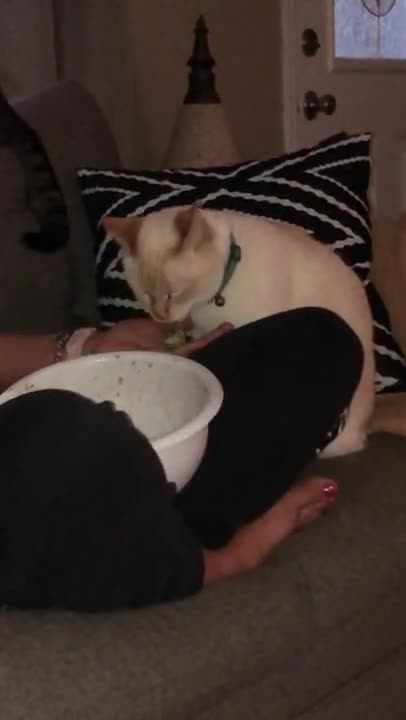 Cats and dogs _ cats meowing _ cats funny videos #shorts