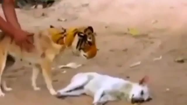 Funny dog video