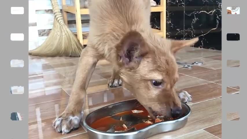 Rescue petty dog from drunk man want kill and eat-Dog poor save