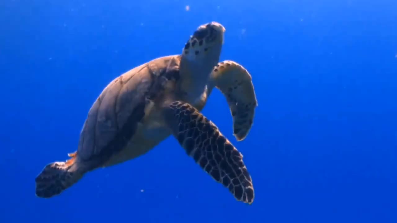 Turtles are covered with grey-brown carapace. It's very hard and moves up like an upside-down plate