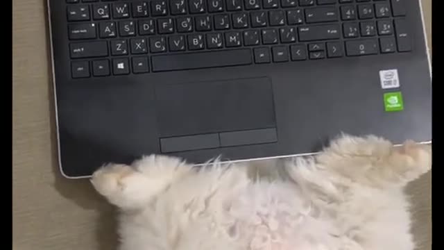 Marcus the Cat loves social media