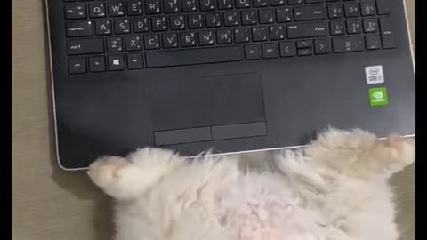 Marcus the Cat loves social media