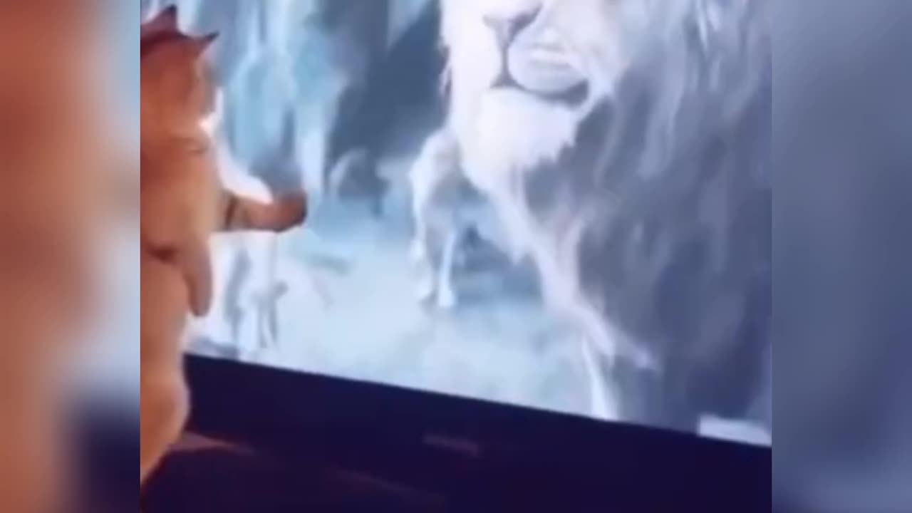 Funny cat video 2023🤣🤣