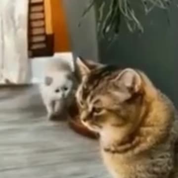 Adorably Cute Kittens & Pups 2021 (4)