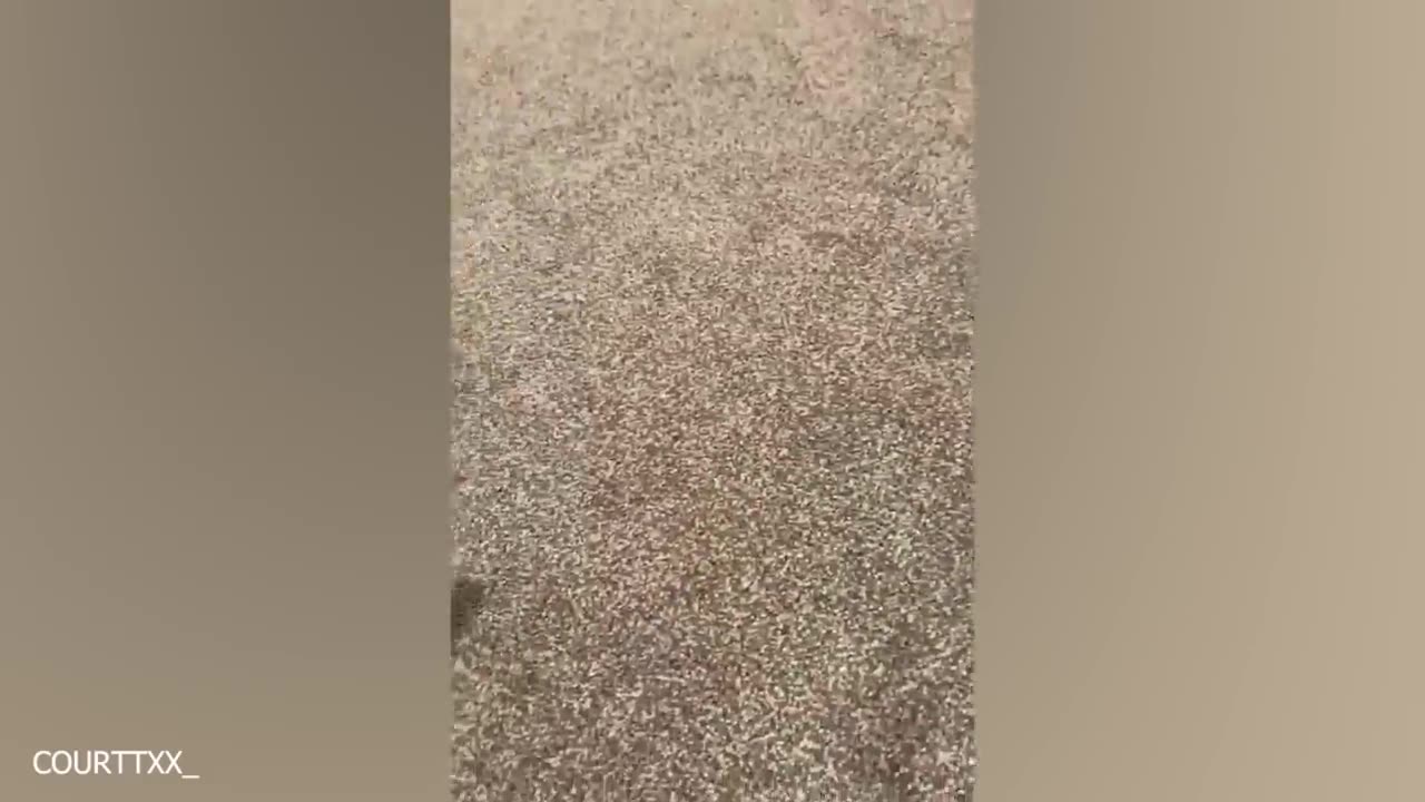 Funny Dogs Video
