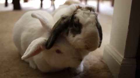 Gus and Betsy - begging for (and receiving) treats