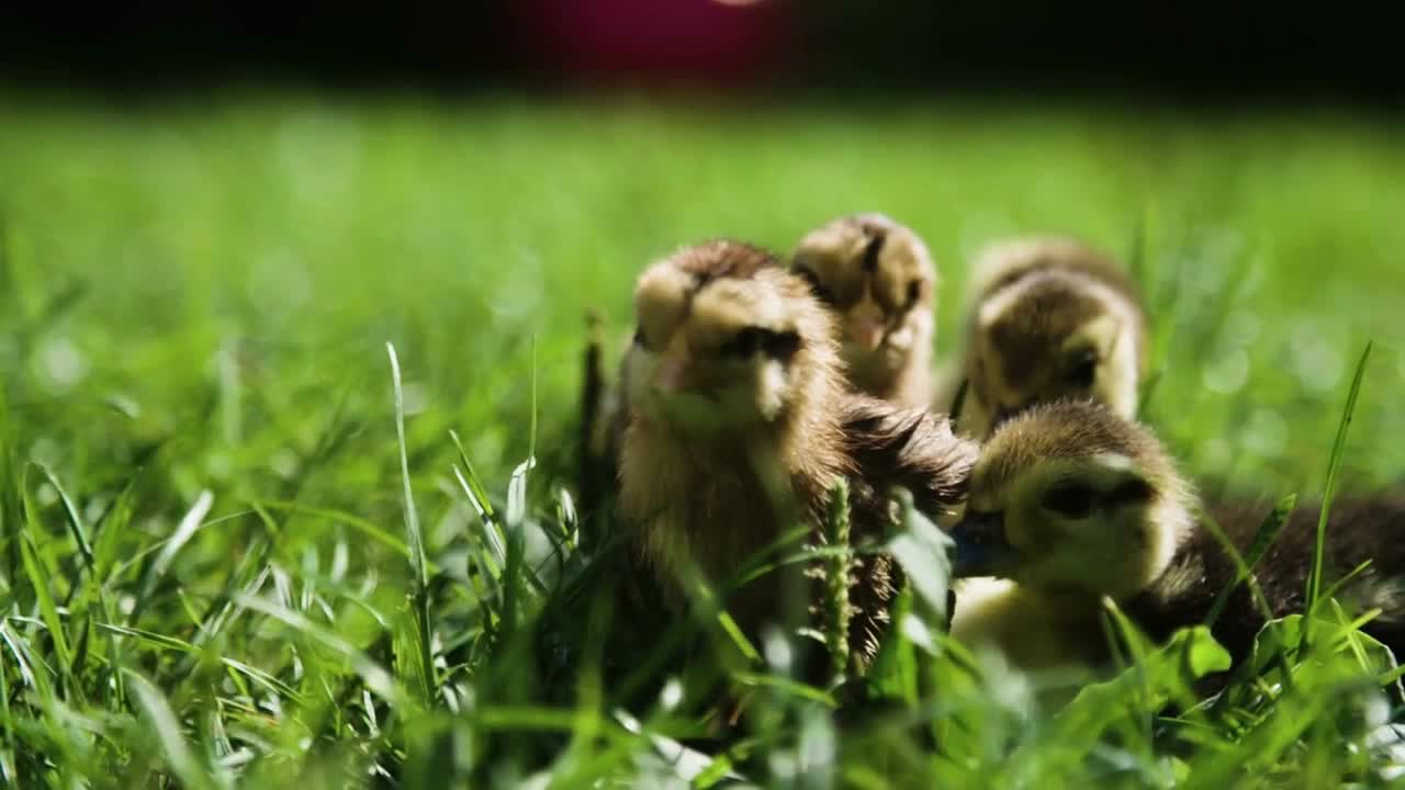 Little duck and chicken are resting in the grass