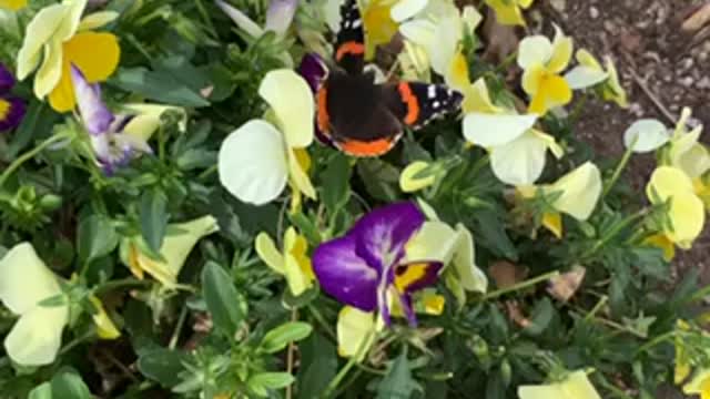 Butterfly on flowers boomerang