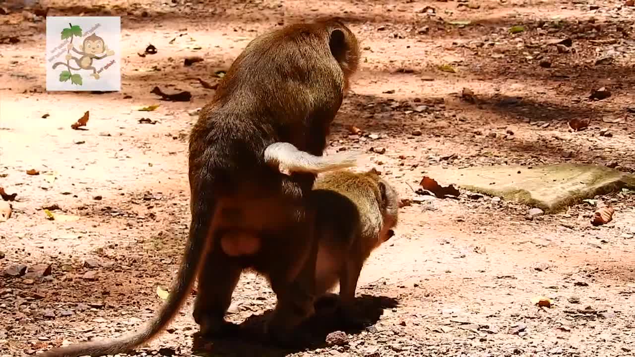 Young monkey mating ....funny