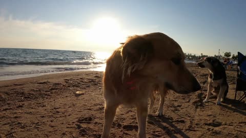 Larse Dogs Animals |Amazing Sites