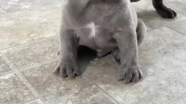 Cute baby dog