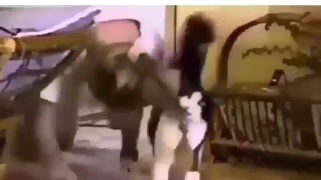 Cat Awkwardly Touches Owner